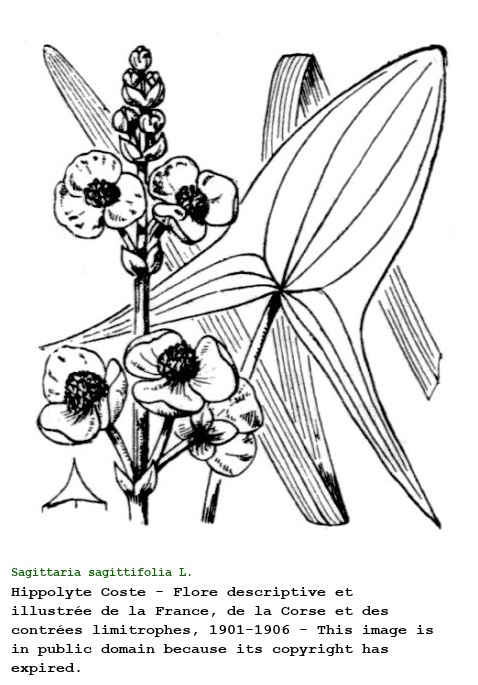 Sagittaria sagittifolia L.